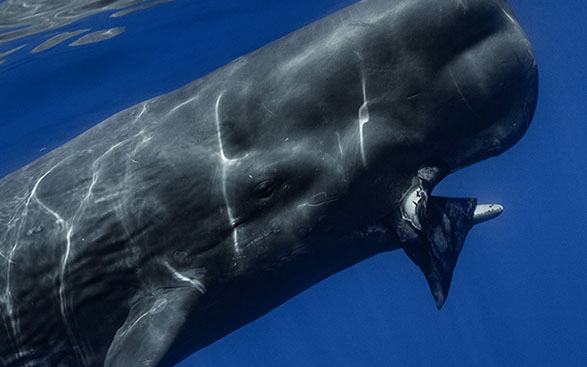 against whale Squid sperm against whale Squid sperm