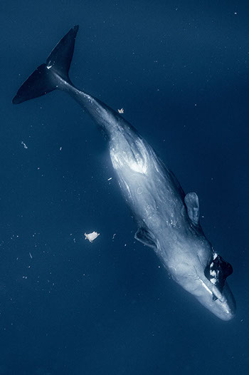 Do sperm whales dive down to eat giant squids